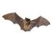 Picture of a bat Picture of a bat